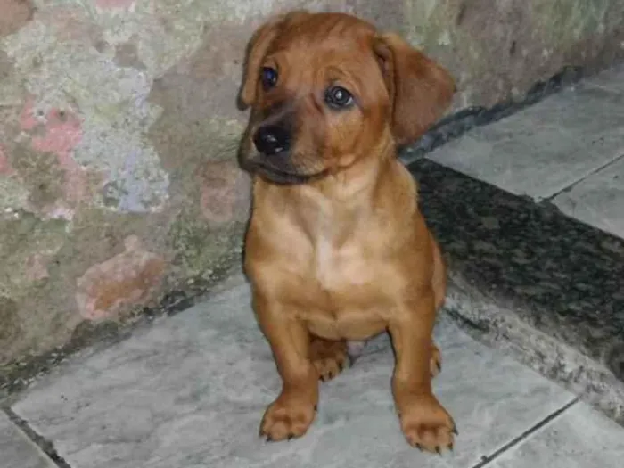 Cachorro ra a Vira lata  idade Abaixo de 2 meses nome Sem nome