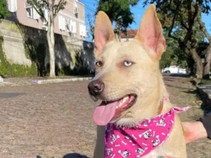 Cachorro raça Srd idade 1 ano nome Angelina