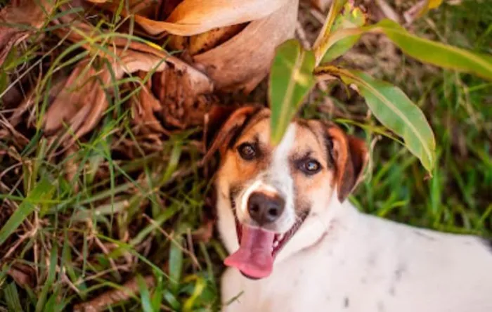 Cachorro ra a SRD-ViraLata idade 7 a 11 meses nome Maria