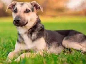 Cachorro raça SRD-ViraLata idade 7 a 11 meses nome Tobias