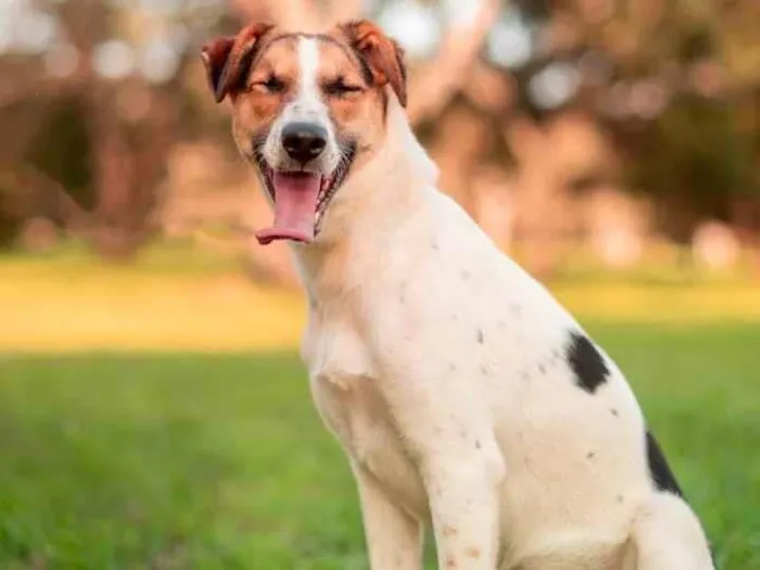 Cachorro ra a SRD-ViraLata idade 7 a 11 meses nome Maria