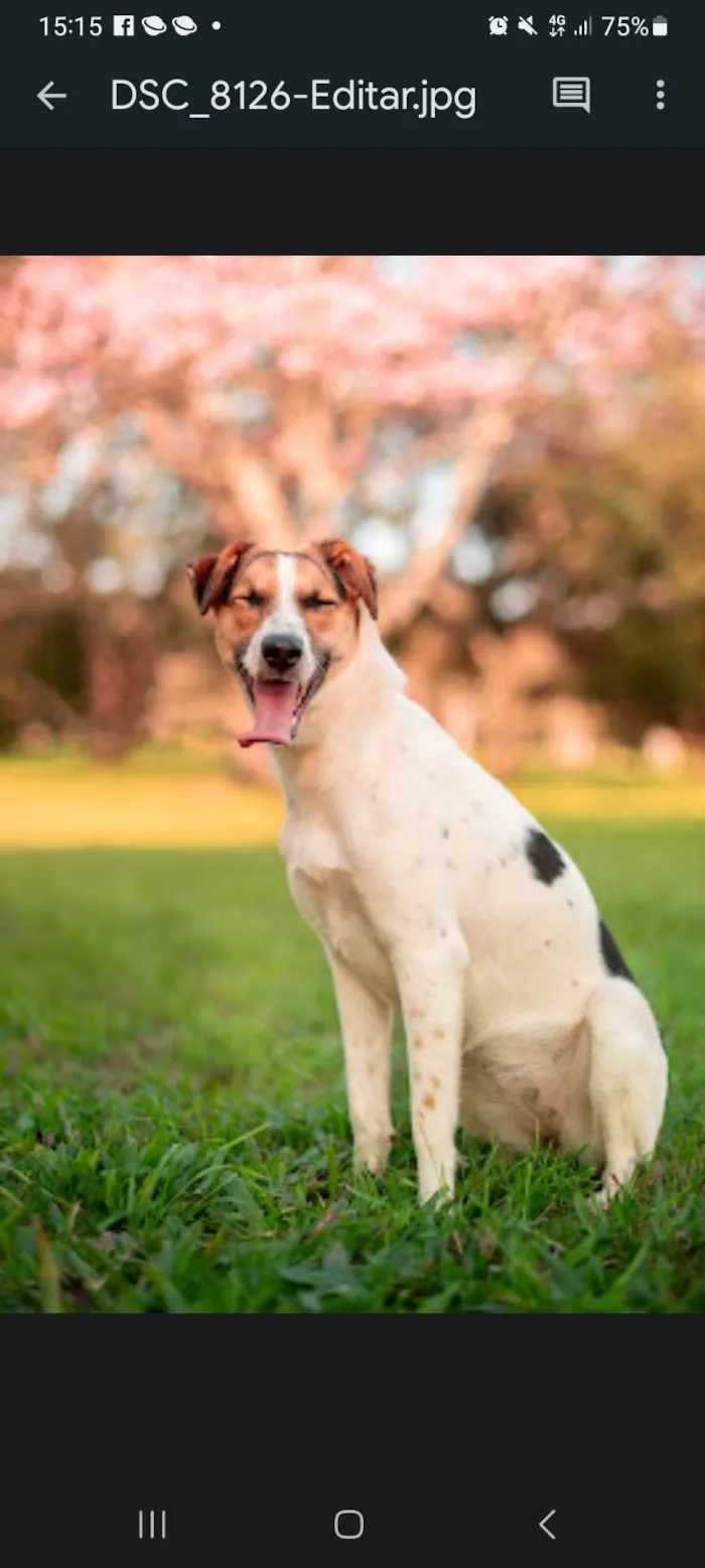 Cachorro ra a SRD-ViraLata idade 7 a 11 meses nome Maria