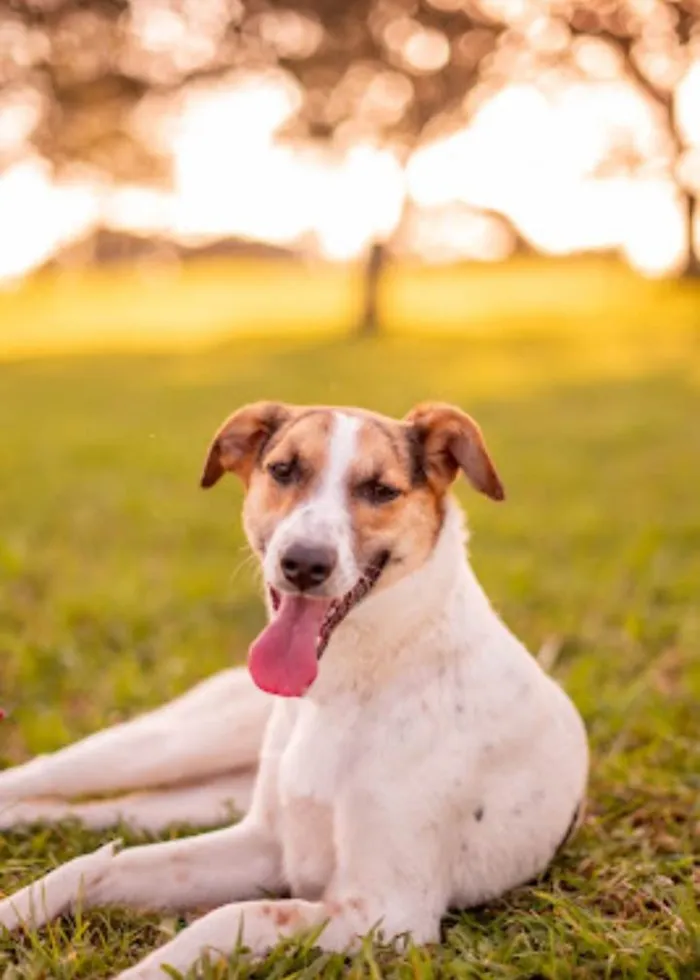 Cachorro ra a SRD-ViraLata idade 7 a 11 meses nome Maria