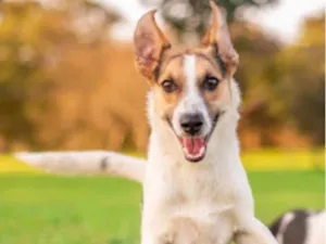 Cachorro raça SRD-ViraLata idade 7 a 11 meses nome Maria