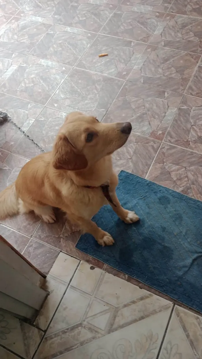 Cachorro ra a GOLDEN MISTURADA idade 1 ano nome PRINCESA