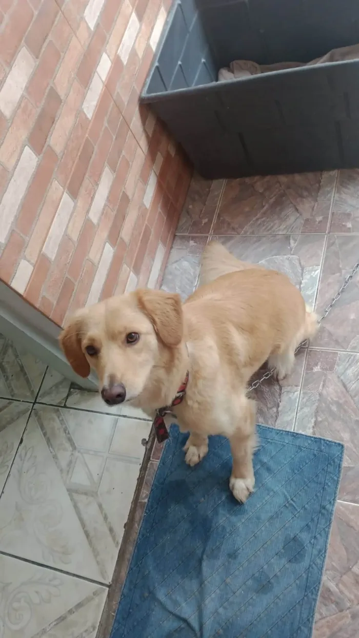 Cachorro ra a GOLDEN MISTURADA idade 1 ano nome PRINCESA