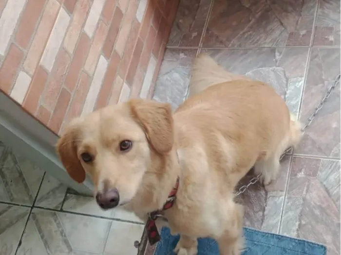 Cachorro ra a GOLDEN MISTURADA idade 1 ano nome PRINCESA