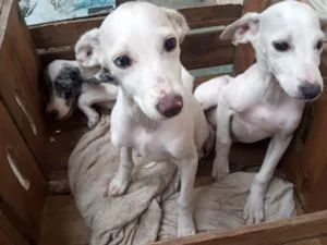 Cachorro raça SRD-ViraLata idade 2 a 6 meses nome Perola,Dunga