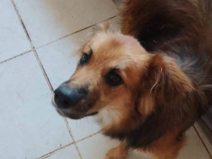 Cachorro ra a SRD-ViraLata idade 7 a 11 meses nome Gabriel