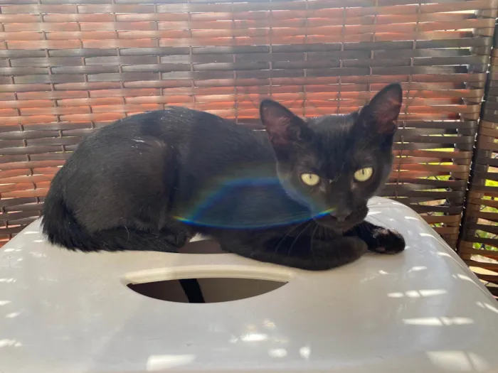 Gato ra a Srd idade 2 a 6 meses nome Luquinha