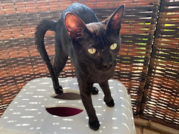 Gato ra a Srd idade 2 a 6 meses nome Luquinha