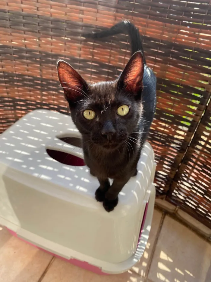Gato ra a Srd idade 2 a 6 meses nome Luquinha
