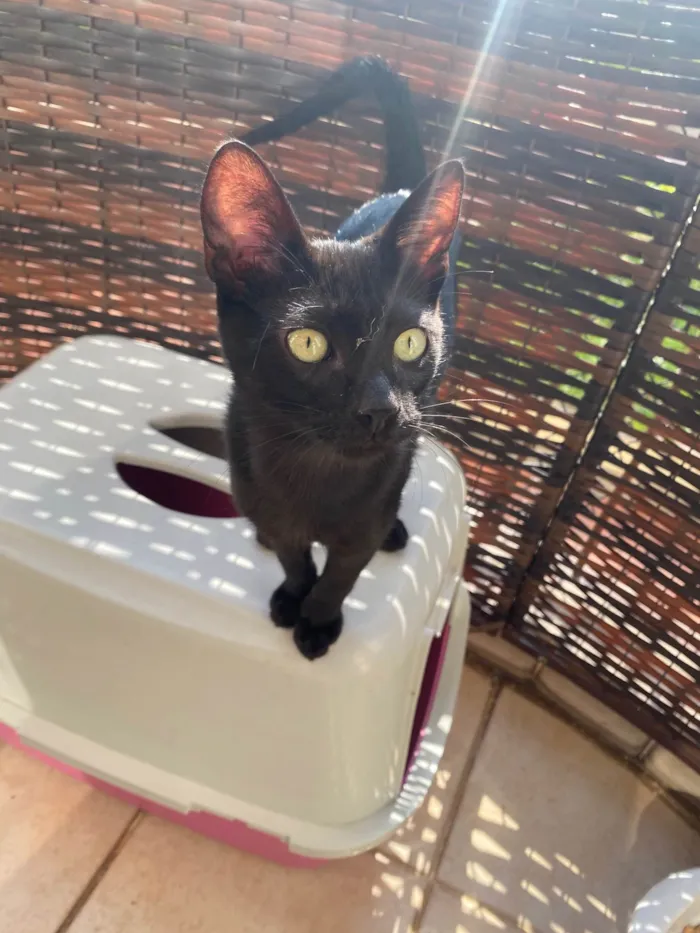 Gato ra a Srd idade 2 a 6 meses nome Luquinha