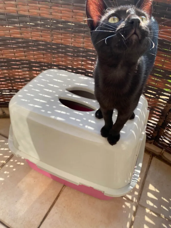 Gato ra a Srd idade 2 a 6 meses nome Luquinha