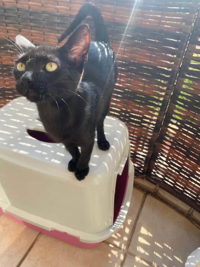 Gato ra a Srd idade 2 a 6 meses nome Luquinha
