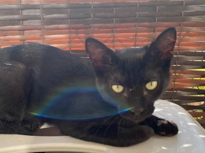 Gato ra a Srd idade 2 a 6 meses nome Luquinha