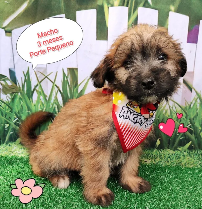 Cachorro ra a SRD-ViraLata idade 2 a 6 meses nome Luca