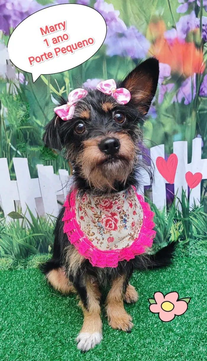 Cachorro ra a SRD-ViraLata idade 1 ano nome Marry 