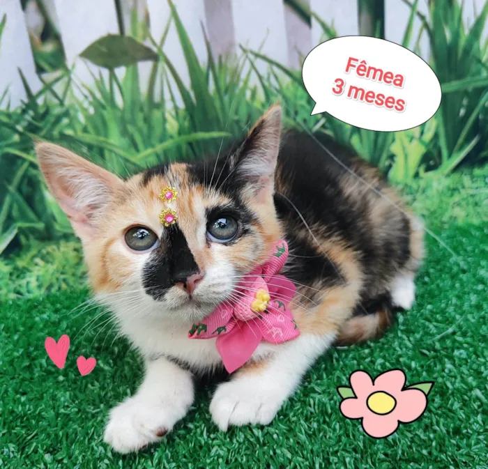 Gato ra a SRD-ViraLata idade 2 a 6 meses nome Mila 