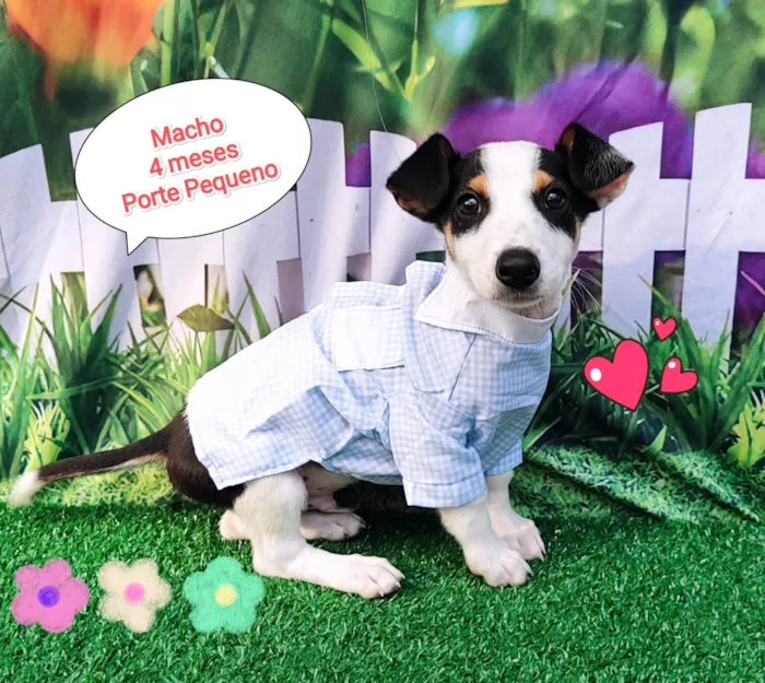 Cachorro ra a SRD-ViraLata idade 2 a 6 meses nome Thomas 
