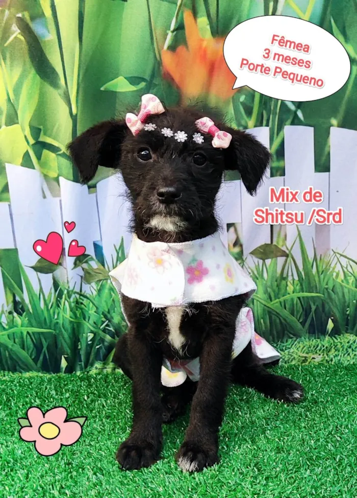 Cachorro ra a Mix shitsu - vira lata  idade 2 a 6 meses nome Luy