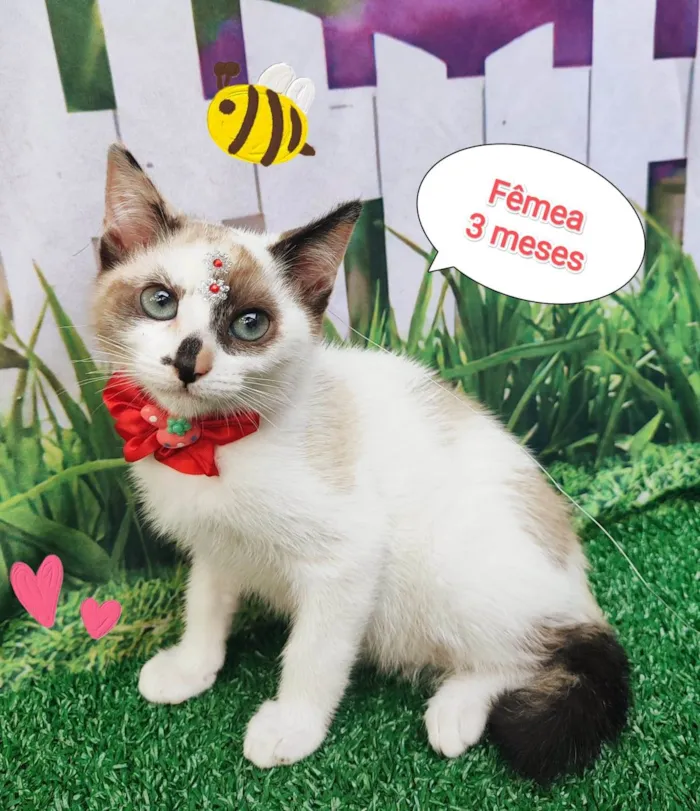 Gato ra a SRD-ViraLata idade 2 a 6 meses nome Gringa 