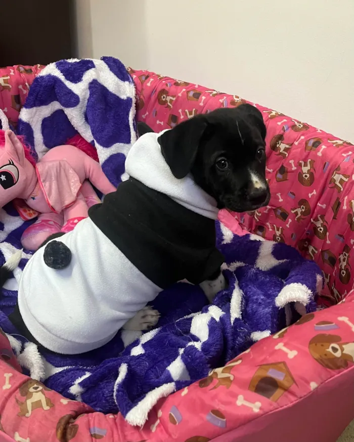 Cachorro ra a SRD-ViraLata idade Abaixo de 2 meses nome Samwise