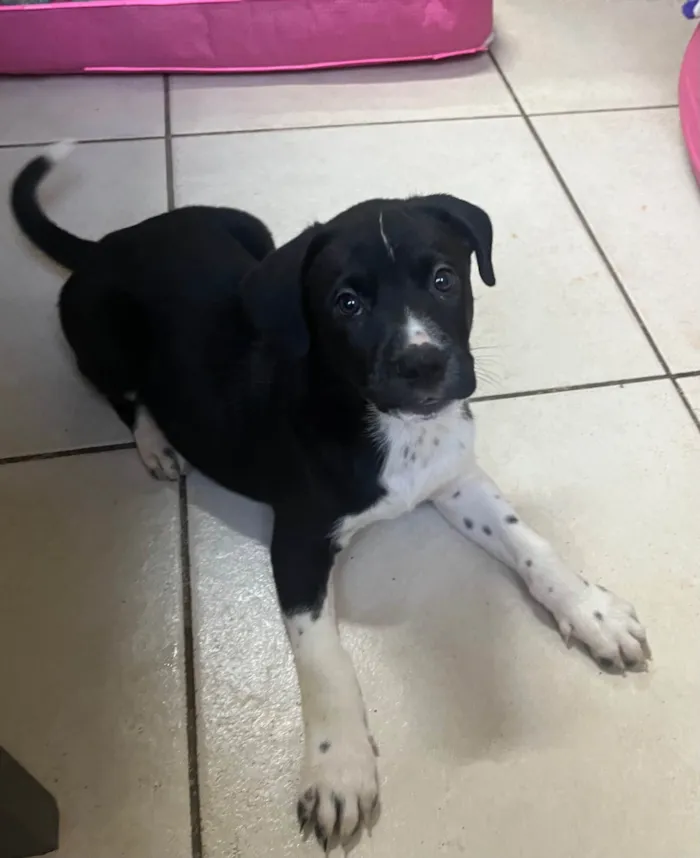 Cachorro ra a SRD-ViraLata idade Abaixo de 2 meses nome Samwise