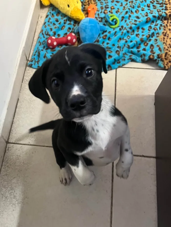 Cachorro ra a SRD-ViraLata idade Abaixo de 2 meses nome Samwise
