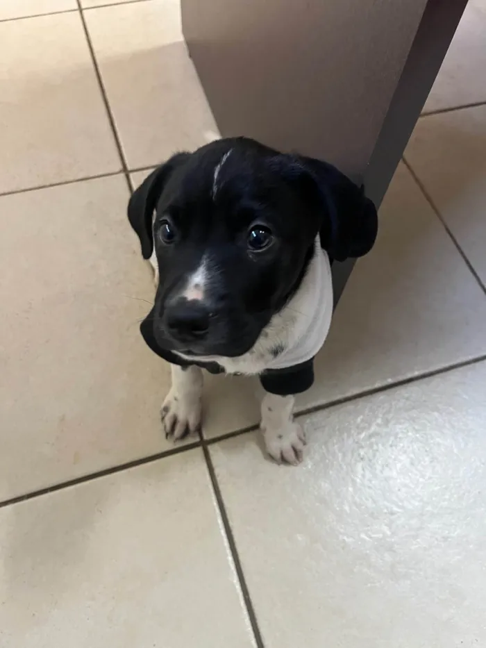 Cachorro ra a SRD-ViraLata idade Abaixo de 2 meses nome Samwise