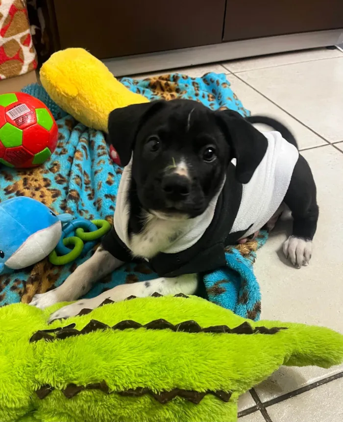 Cachorro ra a SRD-ViraLata idade Abaixo de 2 meses nome Samwise