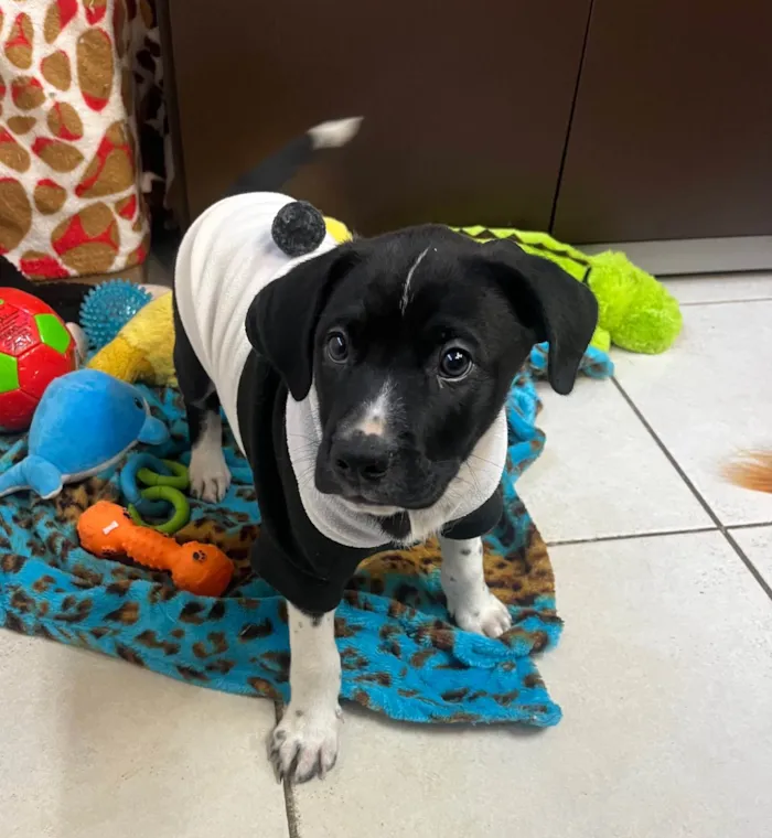 Cachorro ra a SRD-ViraLata idade Abaixo de 2 meses nome Samwise