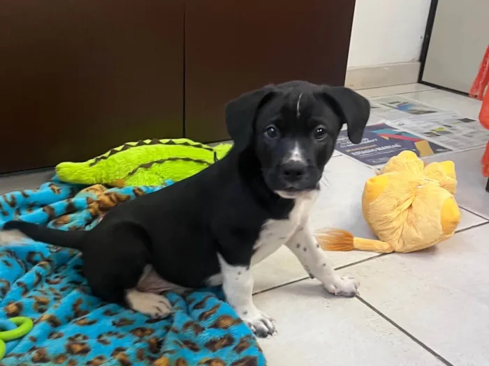 Cachorro ra a SRD-ViraLata idade Abaixo de 2 meses nome Samwise