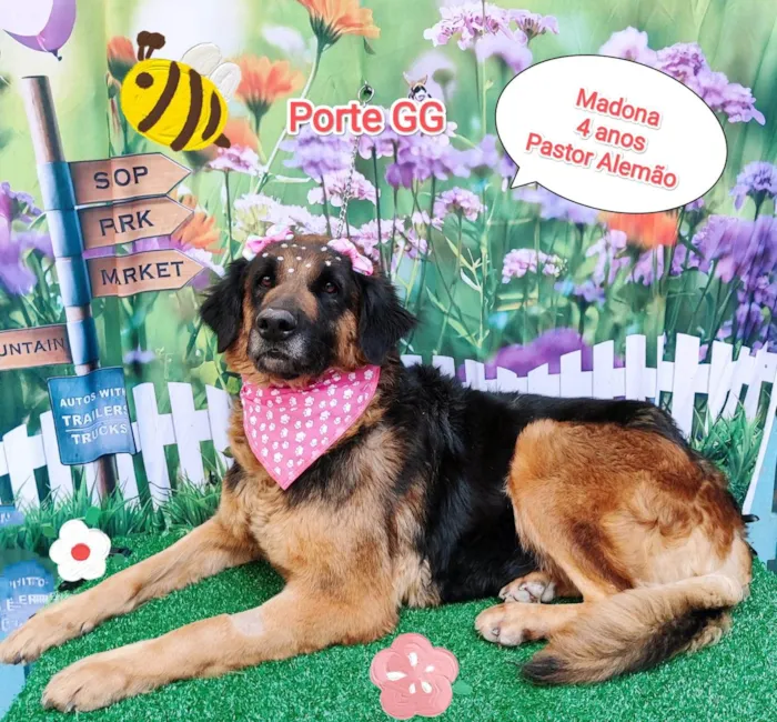 Cachorro ra a SRD-ViraLata idade 4 anos nome Madona 