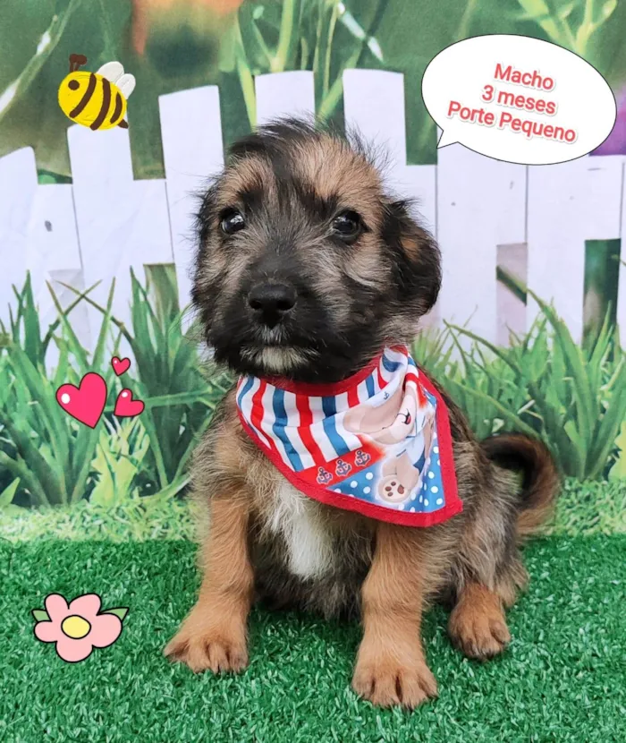 Cachorro ra a SRD-ViraLata idade 2 a 6 meses nome Zeus