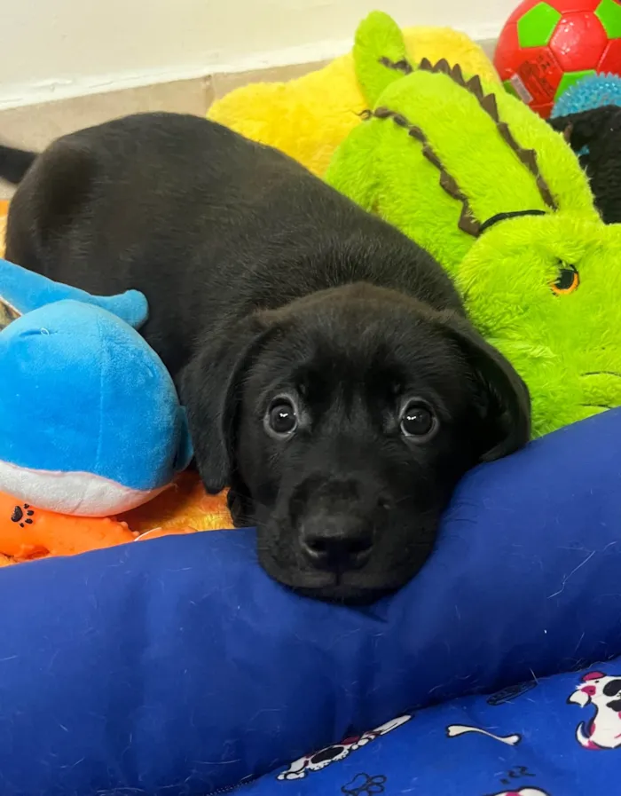 Cachorro ra a SRD-ViraLata idade Abaixo de 2 meses nome Frodo