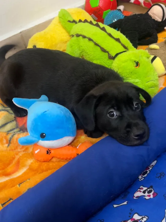 Cachorro ra a SRD-ViraLata idade Abaixo de 2 meses nome Frodo
