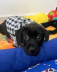 Frodo