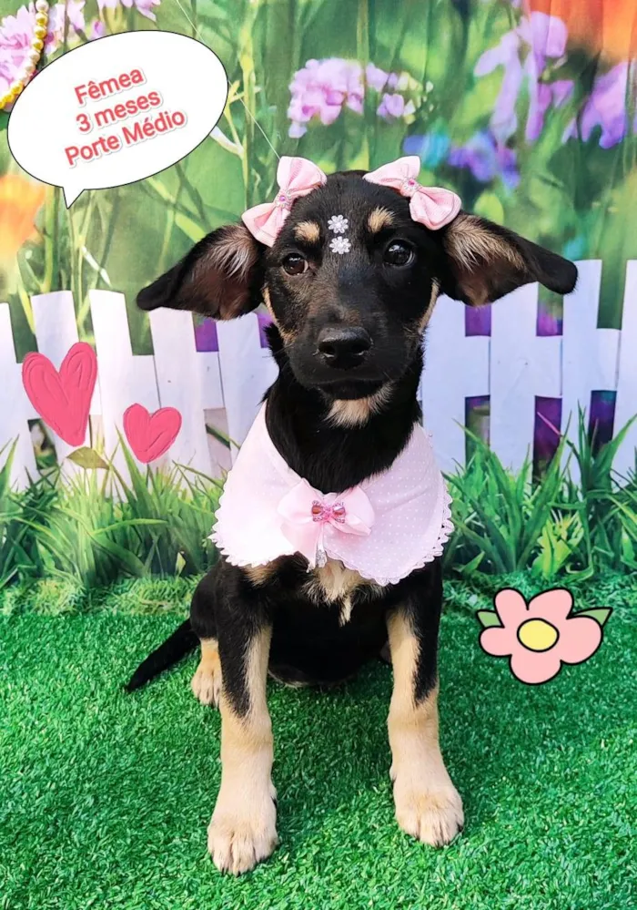 Cachorro ra a SRD-ViraLata idade 2 a 6 meses nome Manu