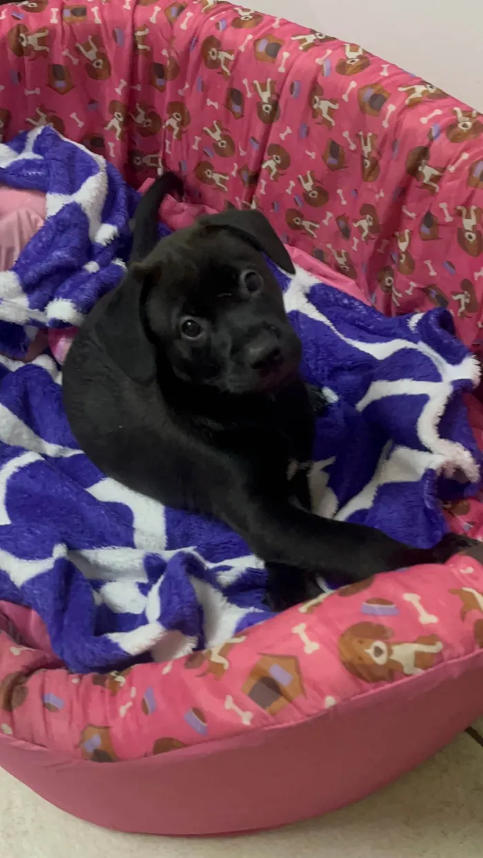 Cachorro ra a SRD-ViraLata idade Abaixo de 2 meses nome Frodo