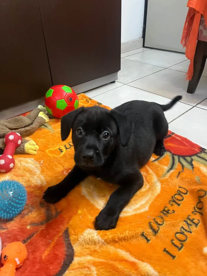 Cachorro ra a SRD-ViraLata idade Abaixo de 2 meses nome Frodo