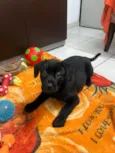 Frodo