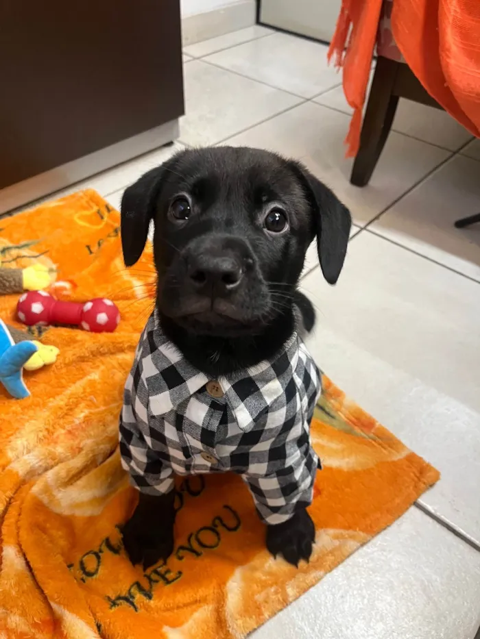 Cachorro ra a SRD-ViraLata idade Abaixo de 2 meses nome Frodo