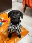 Frodo
