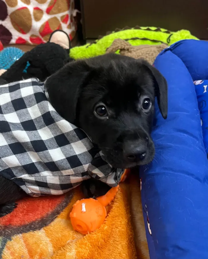 Cachorro ra a SRD-ViraLata idade Abaixo de 2 meses nome Frodo