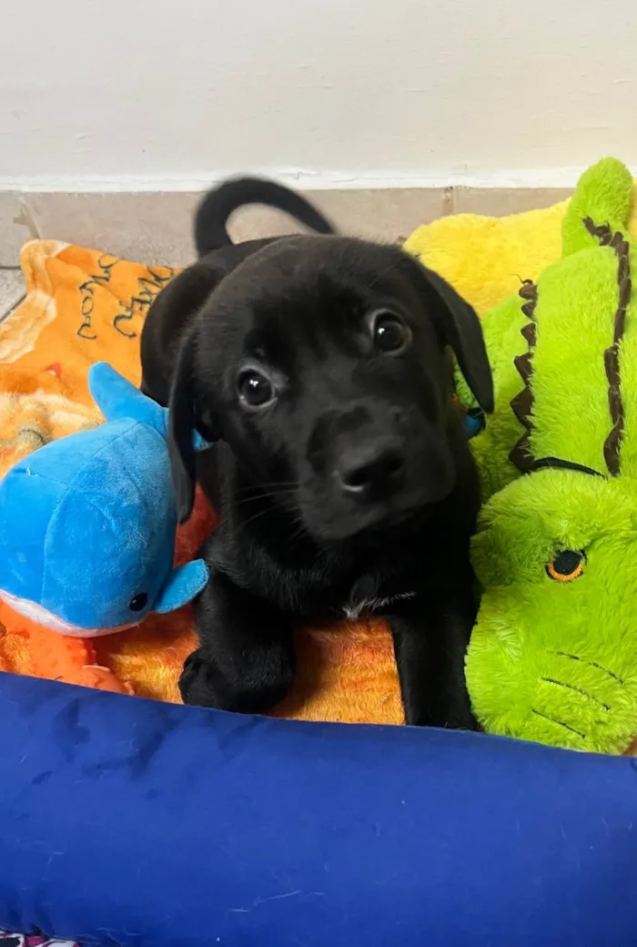 Cachorro ra a SRD-ViraLata idade Abaixo de 2 meses nome Frodo