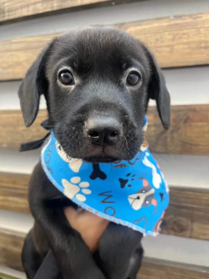 Cachorro ra a SRD-ViraLata idade Abaixo de 2 meses nome Frodo