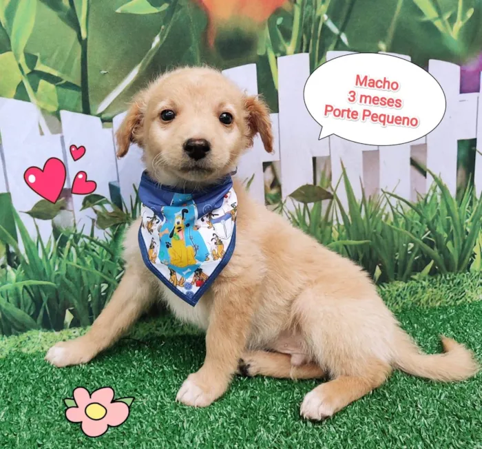 Cachorro ra a  idade 2 a 6 meses nome Igor