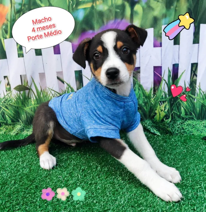 Cachorro ra a SRD-ViraLata idade 2 a 6 meses nome Gui