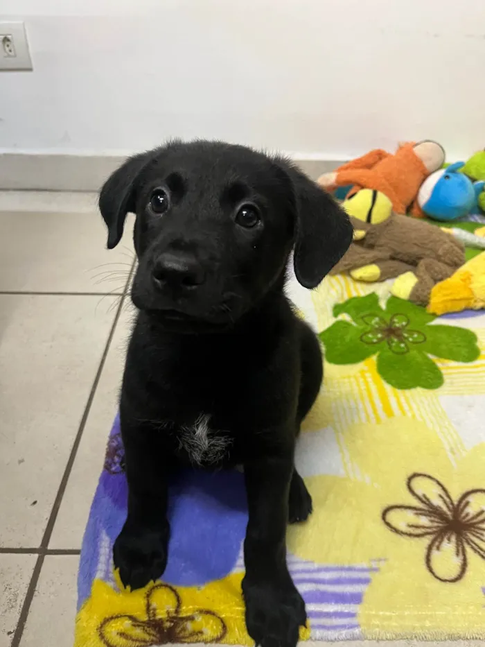 Cachorro ra a SRD-ViraLata idade Abaixo de 2 meses nome Gimli